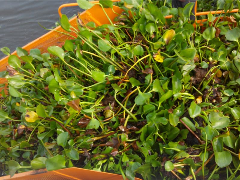 Automatic Water Cleaning Ship/ Aquatic Weed Harvester/Trash Skimmer Boat